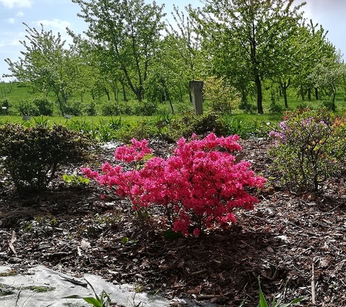 Różanecznik japoński, azalia japońska (Rhododendron molle (Blume) 